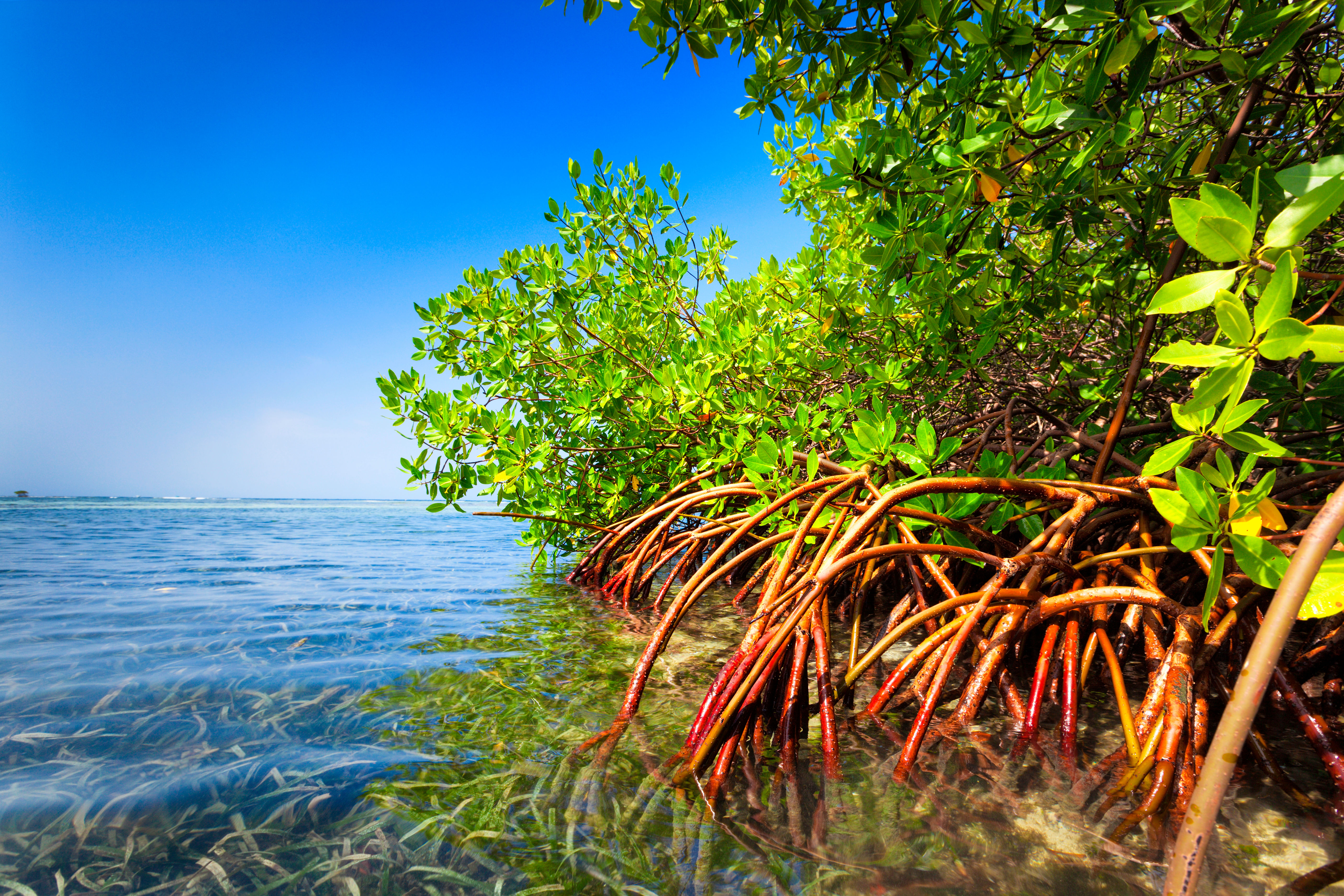 mangroves