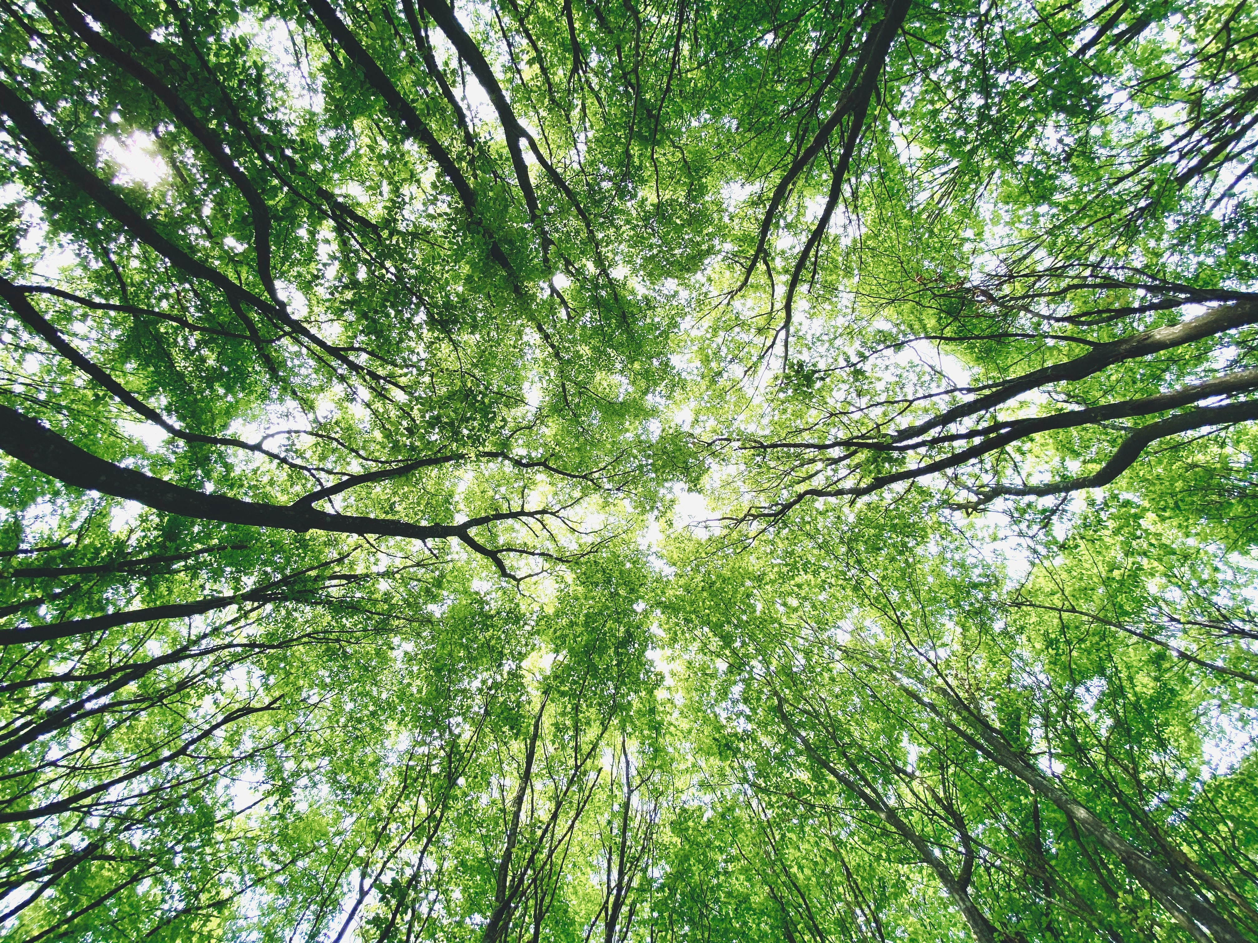 eco