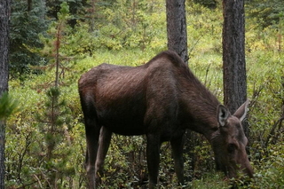 moose_pic