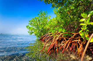mangroves