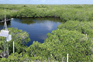 Mangroves in Florida Everglades