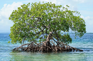 mangroves