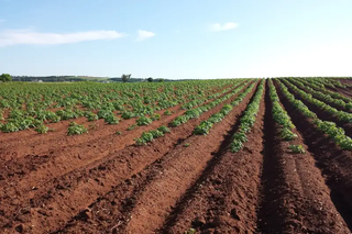 croplands