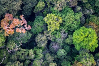 Aerial photo of the Amazon canopy